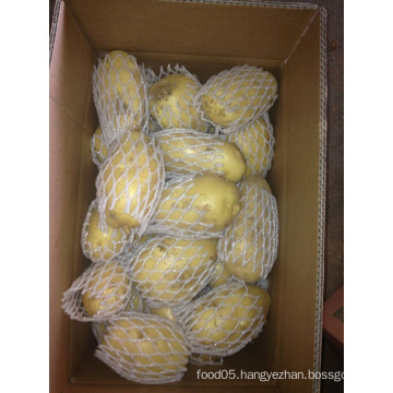 Fresh Potato New Harvest with Carton Packing